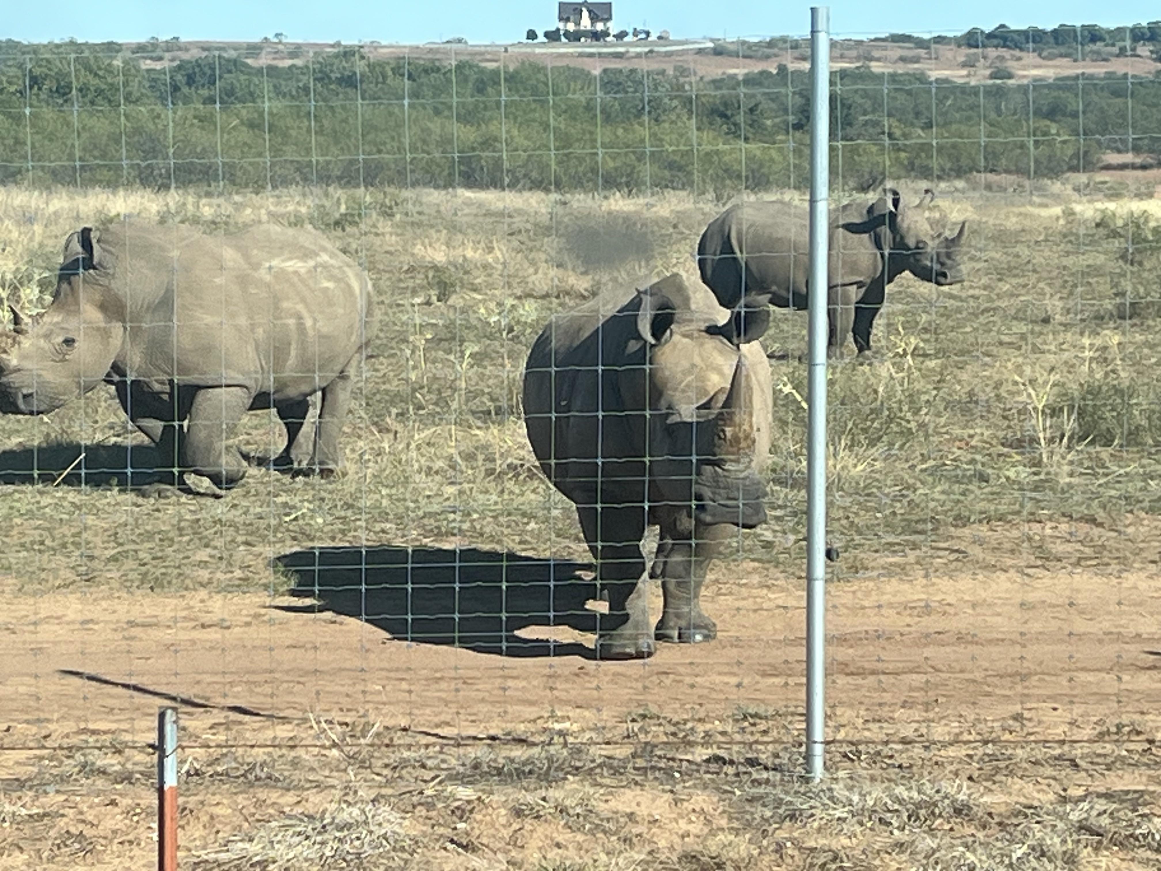 Rhino party